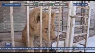 В частном доме под Ташкентом обнаружили африканского льва