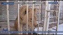 В частном доме под Ташкентом обнаружили африканского льва