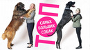 Топ 10 самых больших пород собак в мире