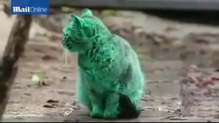 Загадочную зеленую кошку заметили в Болгарии