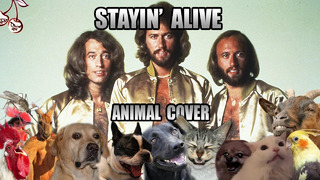Bee Gees – Stayin’ Alive (Animal Cover)