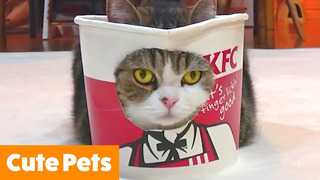 Cute Silly Pets | Funny Pet Videos