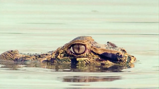 A Scottish Fly Moves In On A Scottish Caiman | Walk On The Wild Side | BBC Earth
