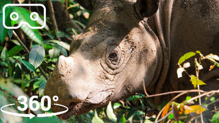 Up Close With The World’s SMALLEST Rhino | VR 360 | Seven Worlds, One Planet