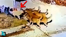 Глаза Не Верят, Но Эти Случаи с Животными Сняли На Камеру