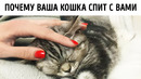 Вот почему кошки любят спать с нами в кровати