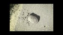 Big Bear (the Ant)