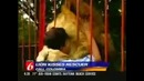 Who said lions eat people at the zoo