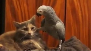 Попугай докопался до кота