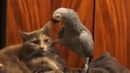 Попугай докопался до кота