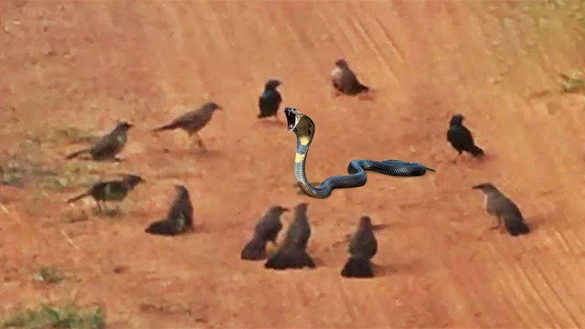 У Этой Змеи Не Было Шансов