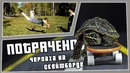 Черепаха на скейтборде | ПОТРАЧЕНО