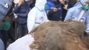5 неожиданных находок, обнаруженных во льдах