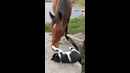 Horse And Cat Are Best Friends #shorts