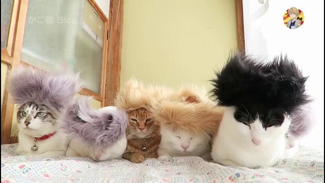 День Кошки в Японии