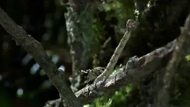 Гусеница – хамелеон