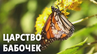 Бабочки-монархи заполнили весь пихтовый лес в Центральной Мексике