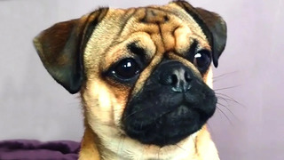 Cute Dog Bloopers & Reactions | Funny Pet Videos