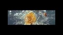 Пули сквозь предметы-замедленная съёмка