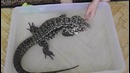 Кепа купается