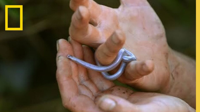 Encountering a Blind Worm Snake | Primal Survivor: Escape the Amazon