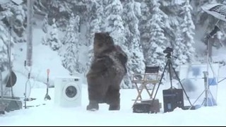 Медведь неожиданно появился на съемках (Кураж-Бамбей)