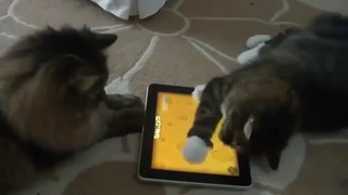 Коты играют на iPad