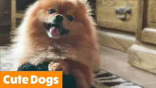 Cute Dogs That Make You AWWW | Funny Pet Videos