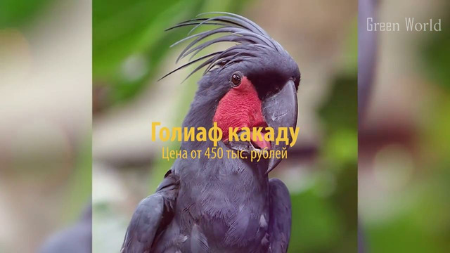 10 Самых Дорогих Птиц в Мире