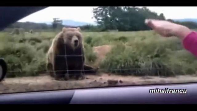 Выдающиеся и забавные медведи YouTube