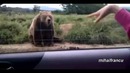 Выдающиеся и забавные медведи YouTube