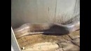 Анаконда