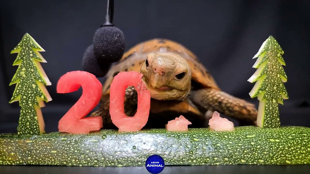 Черепаха ест 2022
