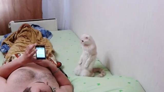 Кошка патриот