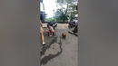 Where’s a monkey cop when you need one