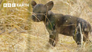 Disaster Strikes as Wild Dog Den Collapses Trapping Pups | Kingdom | BBC Earth