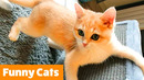 Cutest Cat Bloopers & Reactions | Funny Pet Videos