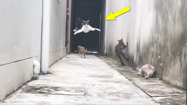 Невероятные прыжки домашних животных