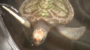 Экологи в Бенине восстанавливают численность морских черепах