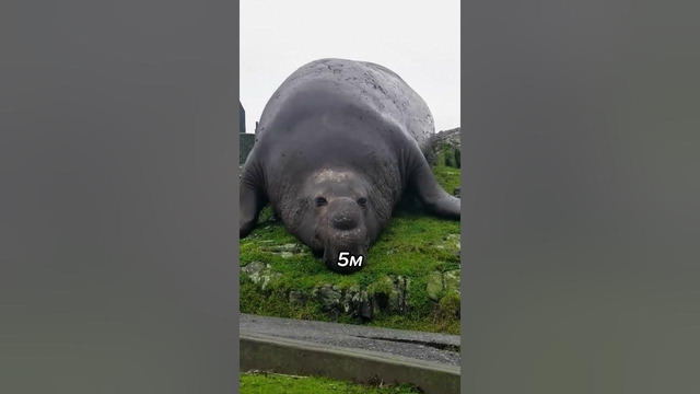 ЖДУН из МЕМА В Реальности НЕ Так ТЕРПЕЛИВ #shorts