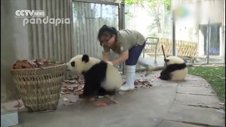 В Китае детёныши панд помешали женщине убрать листву