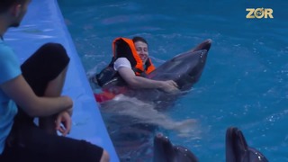 Real Xit – Sariq bola Delfinlardan ovoz oldi