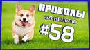 Приколы за неделю #58 | ПОТРАЧЕНО
