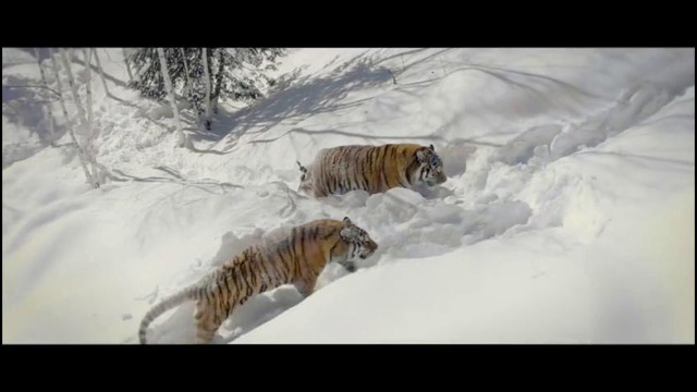 Тигры и дроны