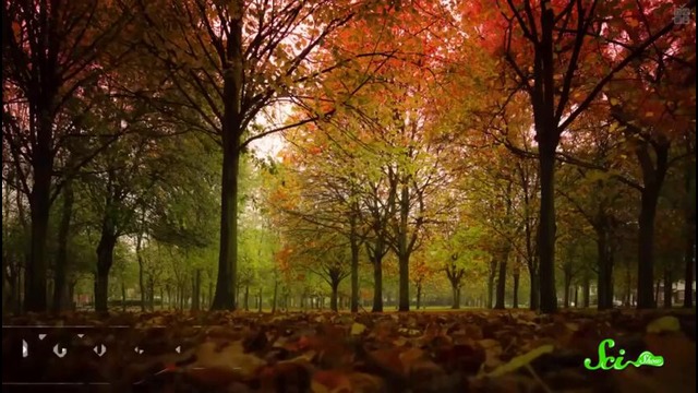 Почему листья меняют цвет и опадают
