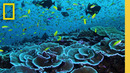 Super Reefs (Short Film) | Pristine Seas | National Geographic Society