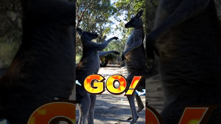 Kangaroo Boxing Fight caught on camera