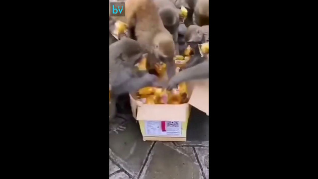 Когда что-то начинают раздавать бесплатно