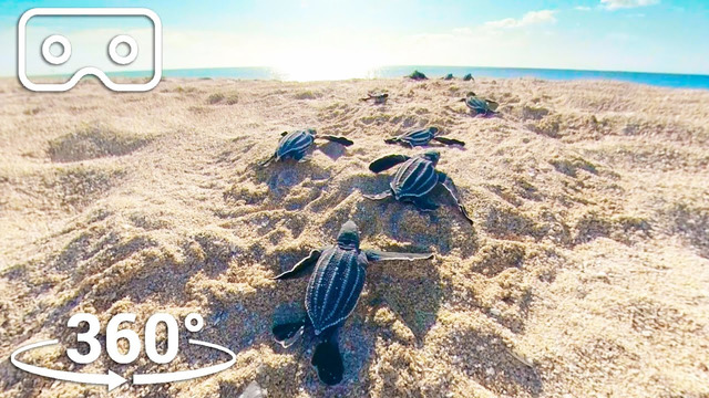 Baby Turtles Hatch And Race To The Ocean | VR 360 | Seven Worlds, One Planet