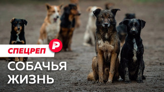 Почему российские города захватывают бездомные животные? / Редакция спецреп
